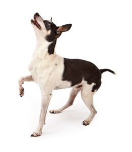 Rat Terrier