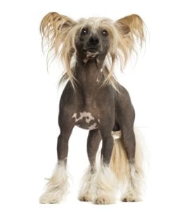 Chinese Crested