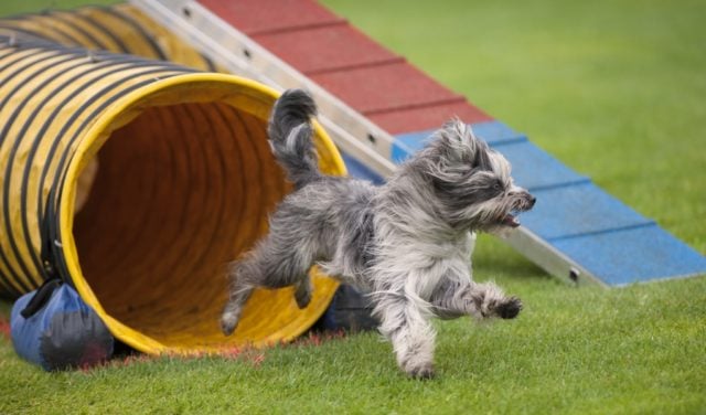 best agility dogs