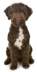 Lagotto Romagnolo