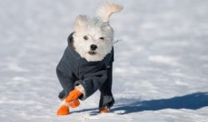 how to keep dogs warm in winter