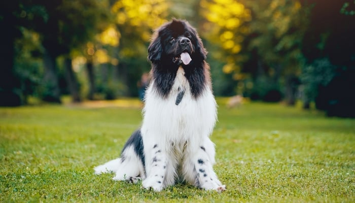 best dog food for newfoundland