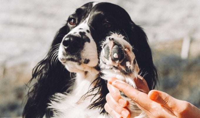 The best dog paw cream