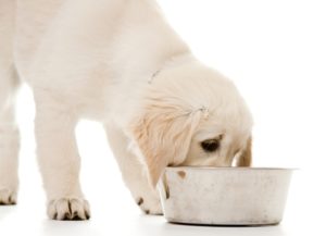 The best dry food for puppies