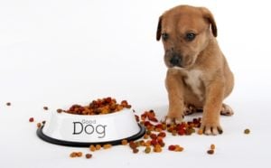 The best dry puppy food brands