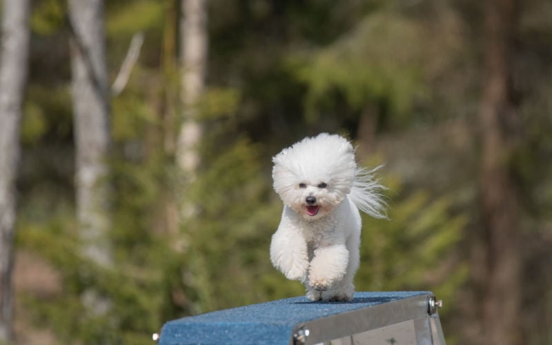 bichon frise running agility course best dog breeds for agility training