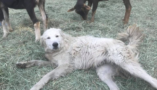 Herding Dog Survives Wildfires After Refusing To Leave Goats Behind