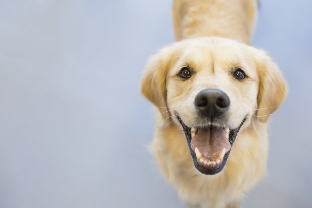 Dogs Communicate With Us by Watching and Using Facial Expressions