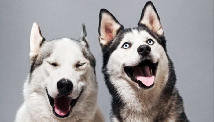 Dogs Communicate With Us by Watching and Using Facial Expressions