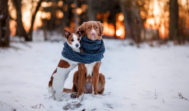 things to keep dogs warm in winter