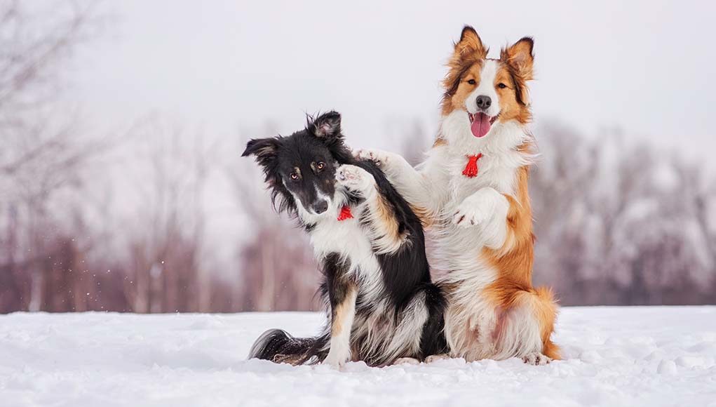 19 Ways to Keep Your Dog Healthy During Winter Months