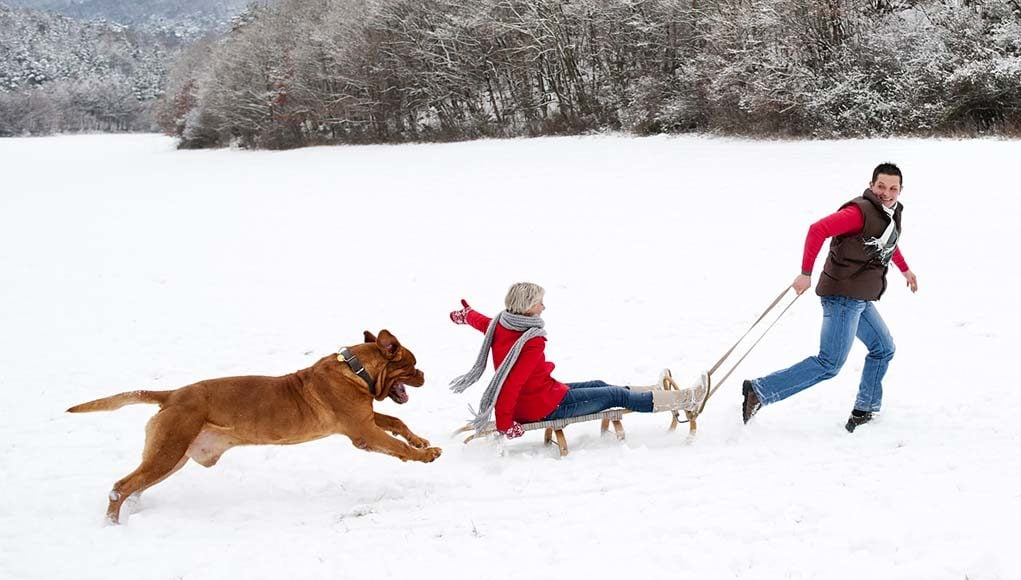 25 Fun Winter Adventures to Have With Your Dog