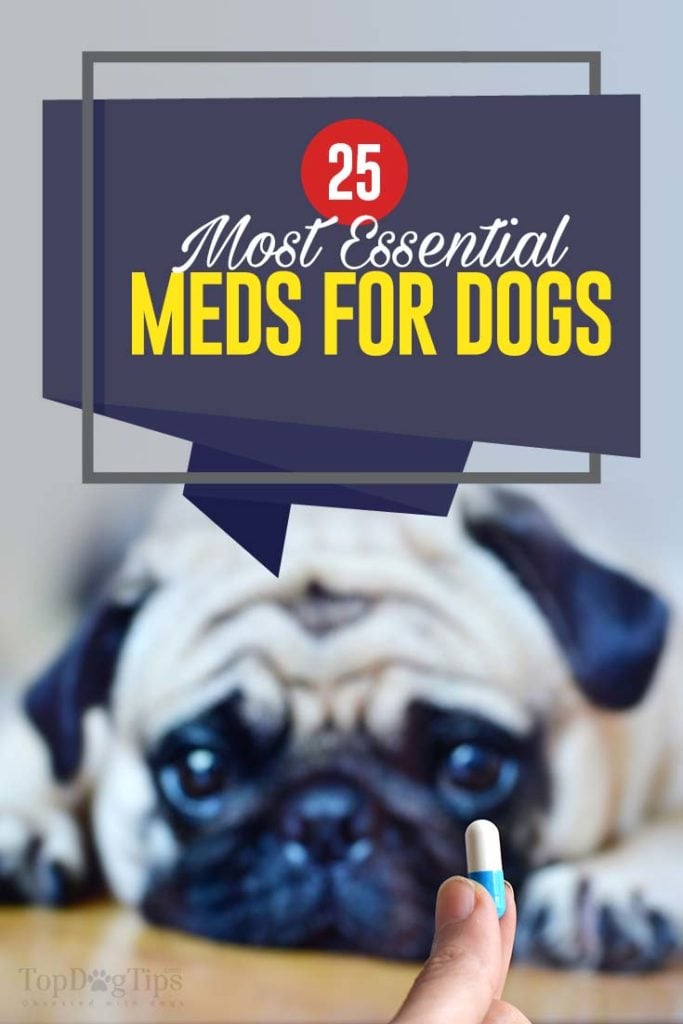 25 Most Essential Dog Meds Why and When Dogs Need Them