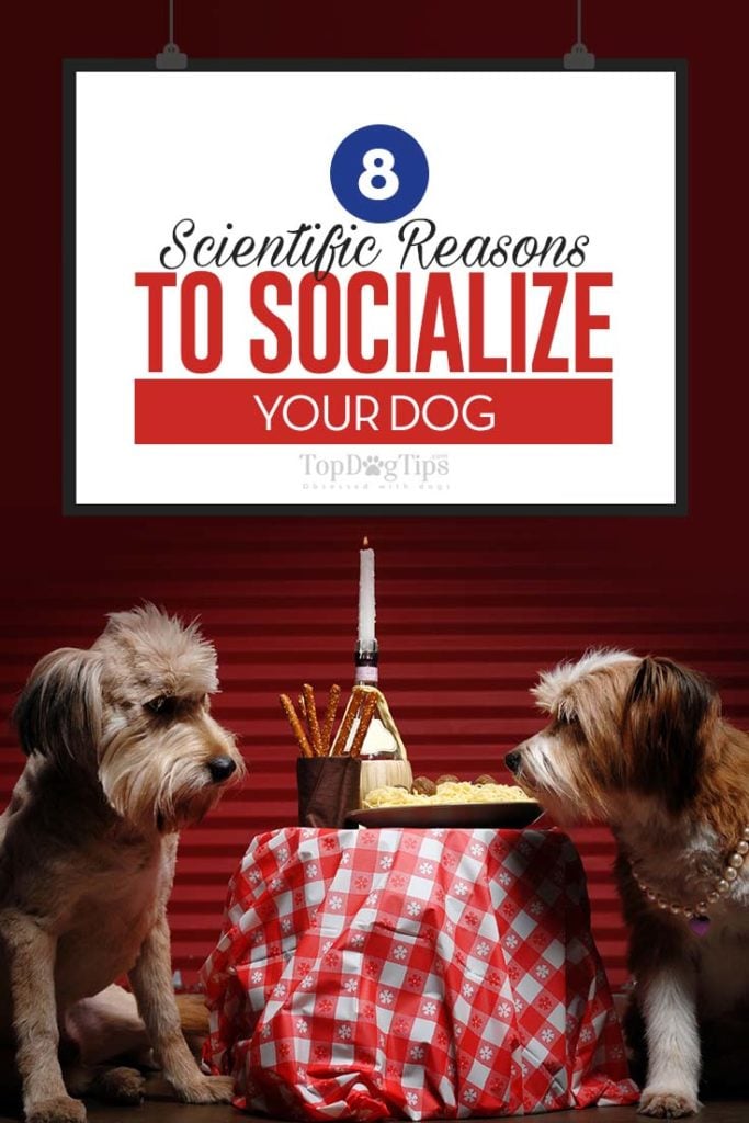 8 Scientific Reasons to Socialize Your Dog