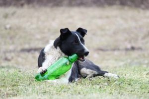 Alcohol for dogs