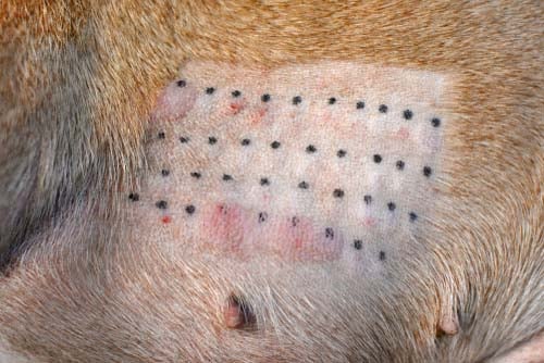 allergy test on dog