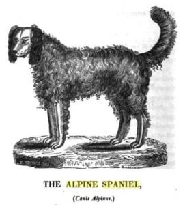 Alpine Spaniel