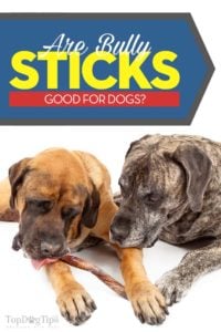 Are Bully Sticks Good for Dogs