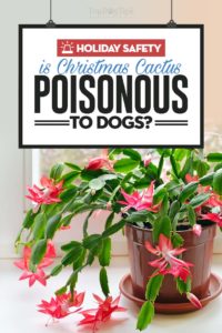 Are Christmas Cactus Poisonous to Dogs