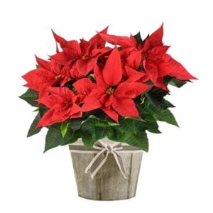 Are Christmas Cactus Poisonous to Dogs