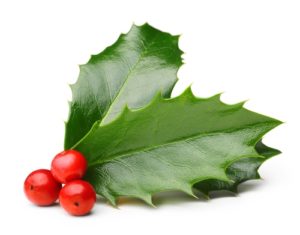 Are Christmas Cactus Poisonous to Dogs