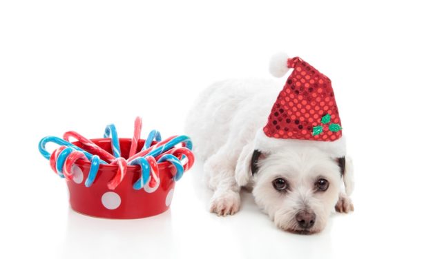 Best Christmas Dog Treats