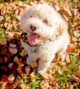 Best Holiday Dog Collars