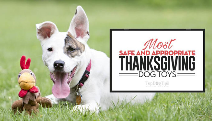 Best Thanksgiving Dog Toys 2018