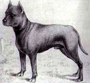 Blue Paul Terrier Dog Breed