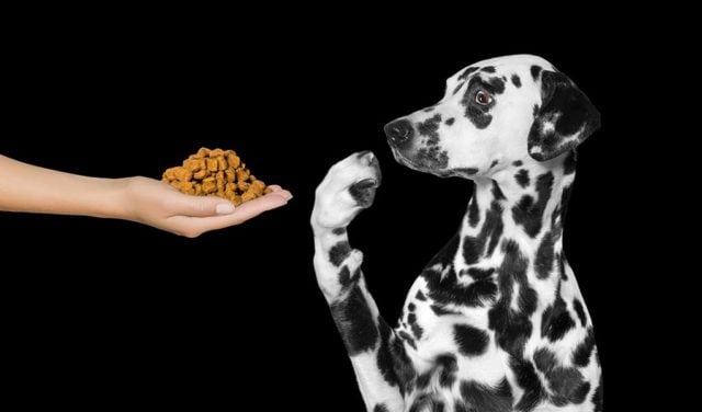 Brands With Most Dog Food Recalls