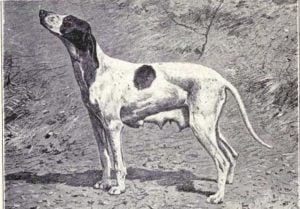 Braque du Puy dog breed