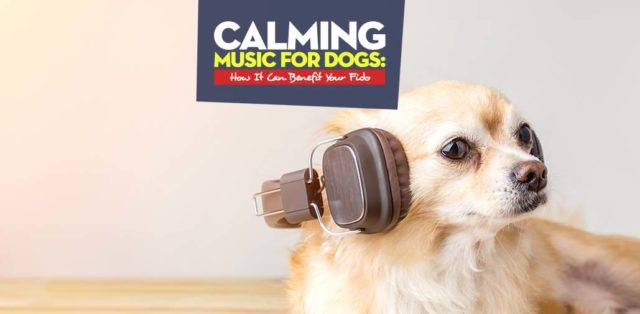 Calming Music for Dogs Guide