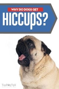 Can Dogs Get Hiccups and Why