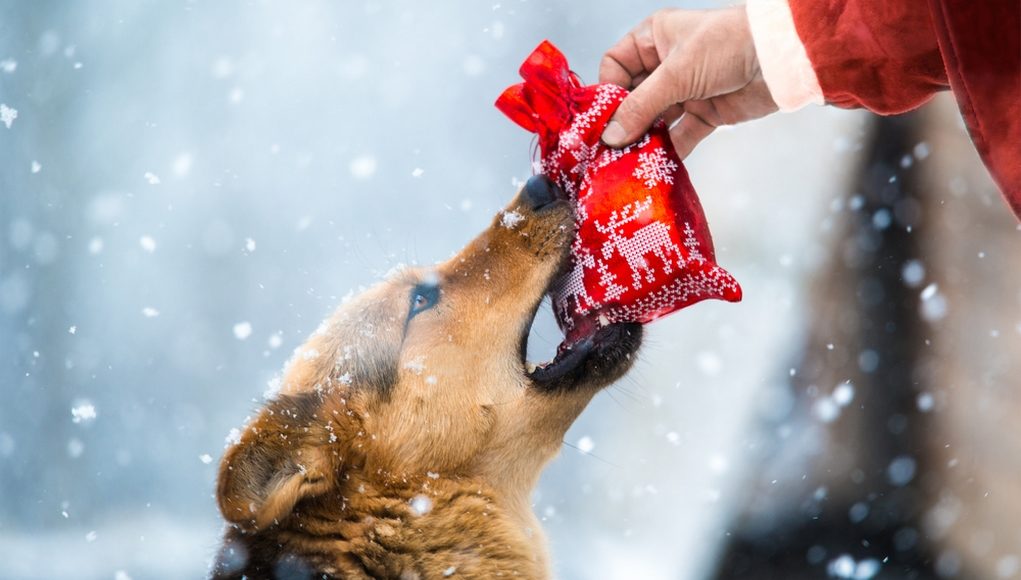 Cheapest Christmas Gifts for Dogs