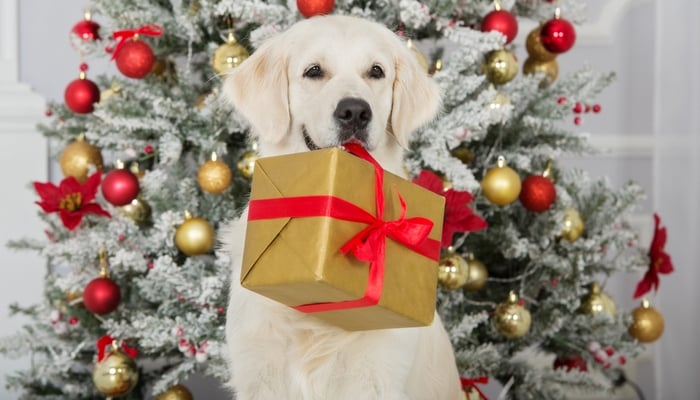 unique Christmas gifts for dog owners