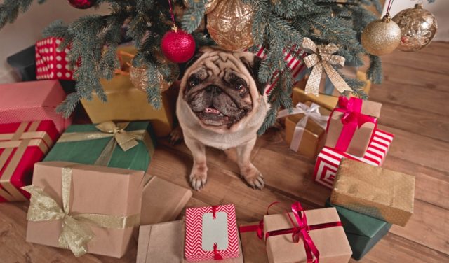 Christmas presents for dogs