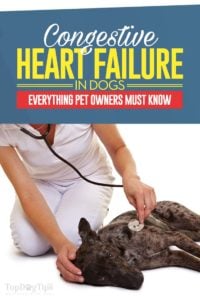 Congestive Heart Failure in Dogs