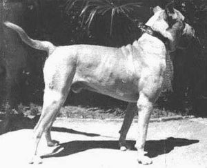 Cordoba Fighting Dog breed