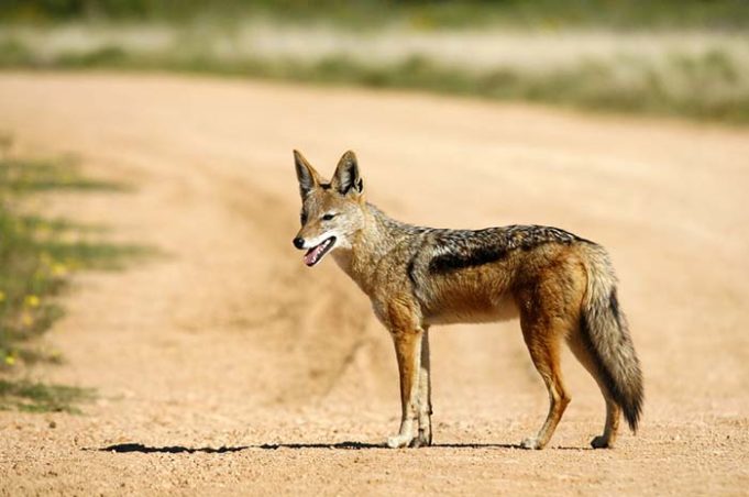 Dingoes Play a Big Role in Interactions Between Domestic Dogs and Humans