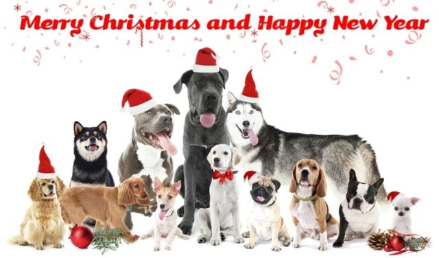 Dog Christmas Cards