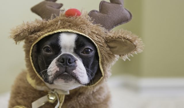 Dog Christmas Outfits