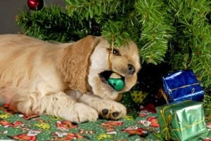 Dog Christmas Safety Tips