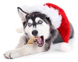 Dog Christmas Safety Tips