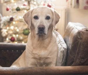 Dog Christmas Safety Tips