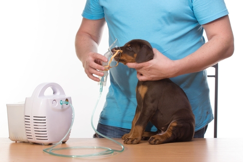 Vet managing a dog's respiratory illness with a nebulizer