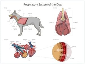 Dog Respiratory System