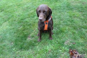 Embark Adventure Dog Harness Review