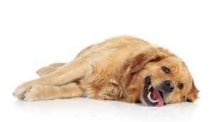 Excessive Panting in Dogs