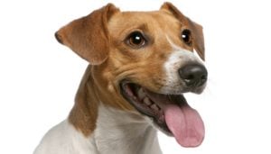 Excessive Panting in Dogs