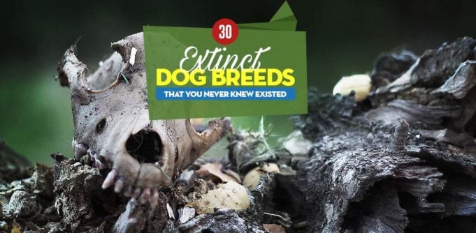 Extinct Dog Breeds That You Never Knew Existed